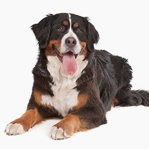 low maintenance dogs large