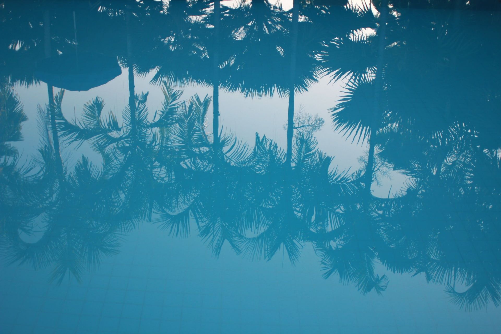 A reflection of palm trees in a pool of water