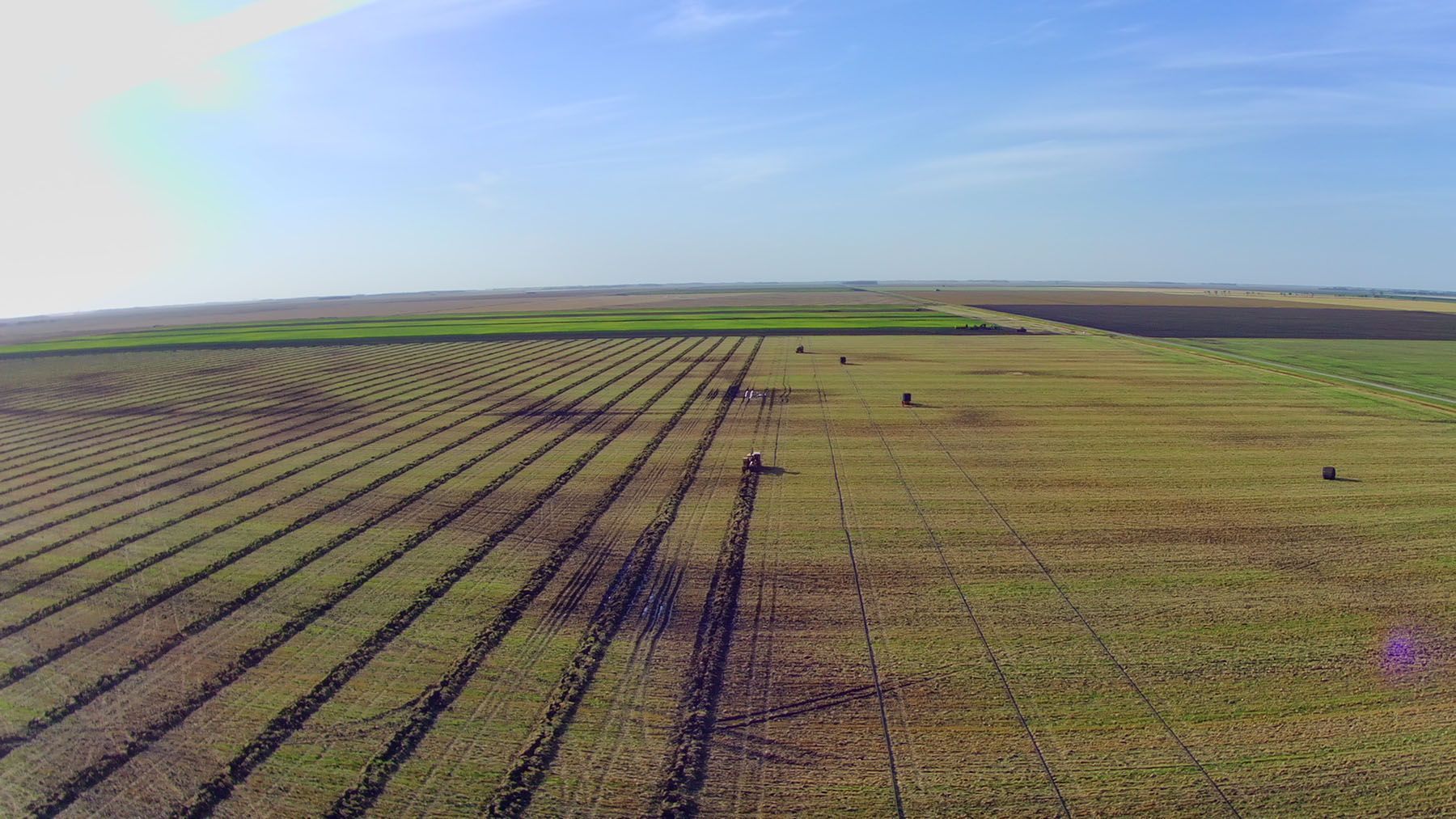 An aerial view of a lush green field with rows of plants growing in it.