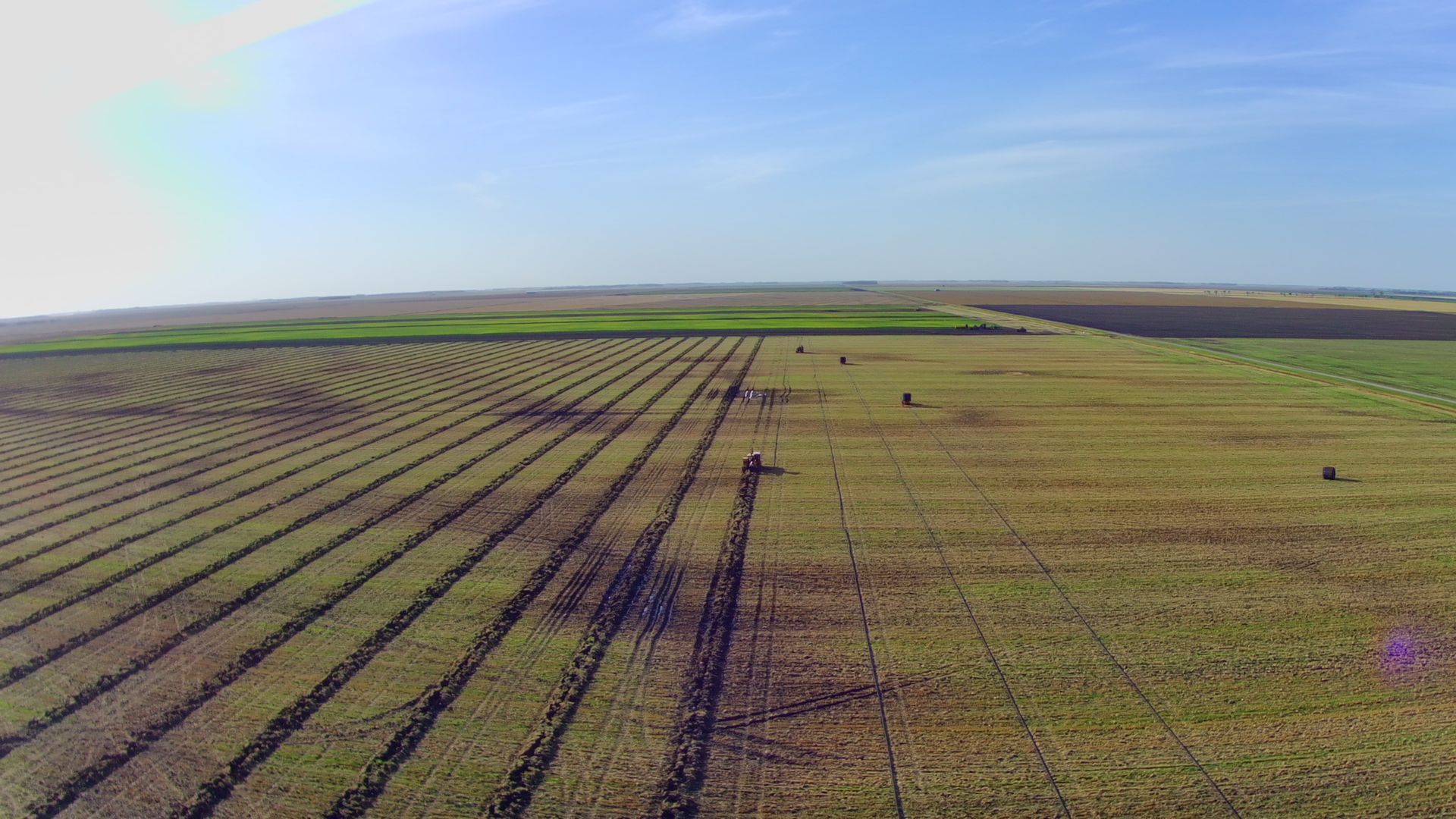 An aerial view of a lush green field with rows of plants.