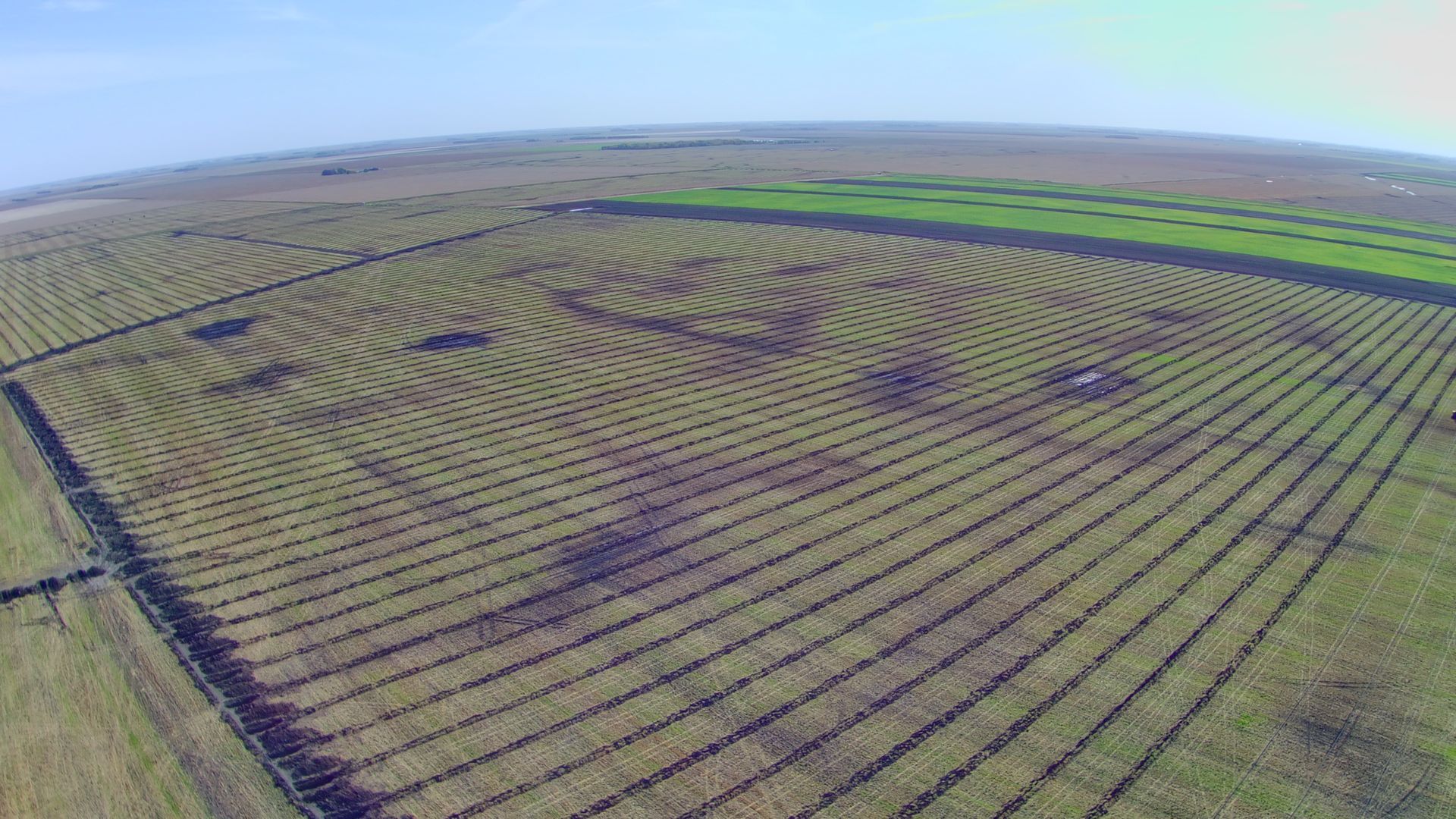 An aerial view of a large field with rows of plants growing in it.