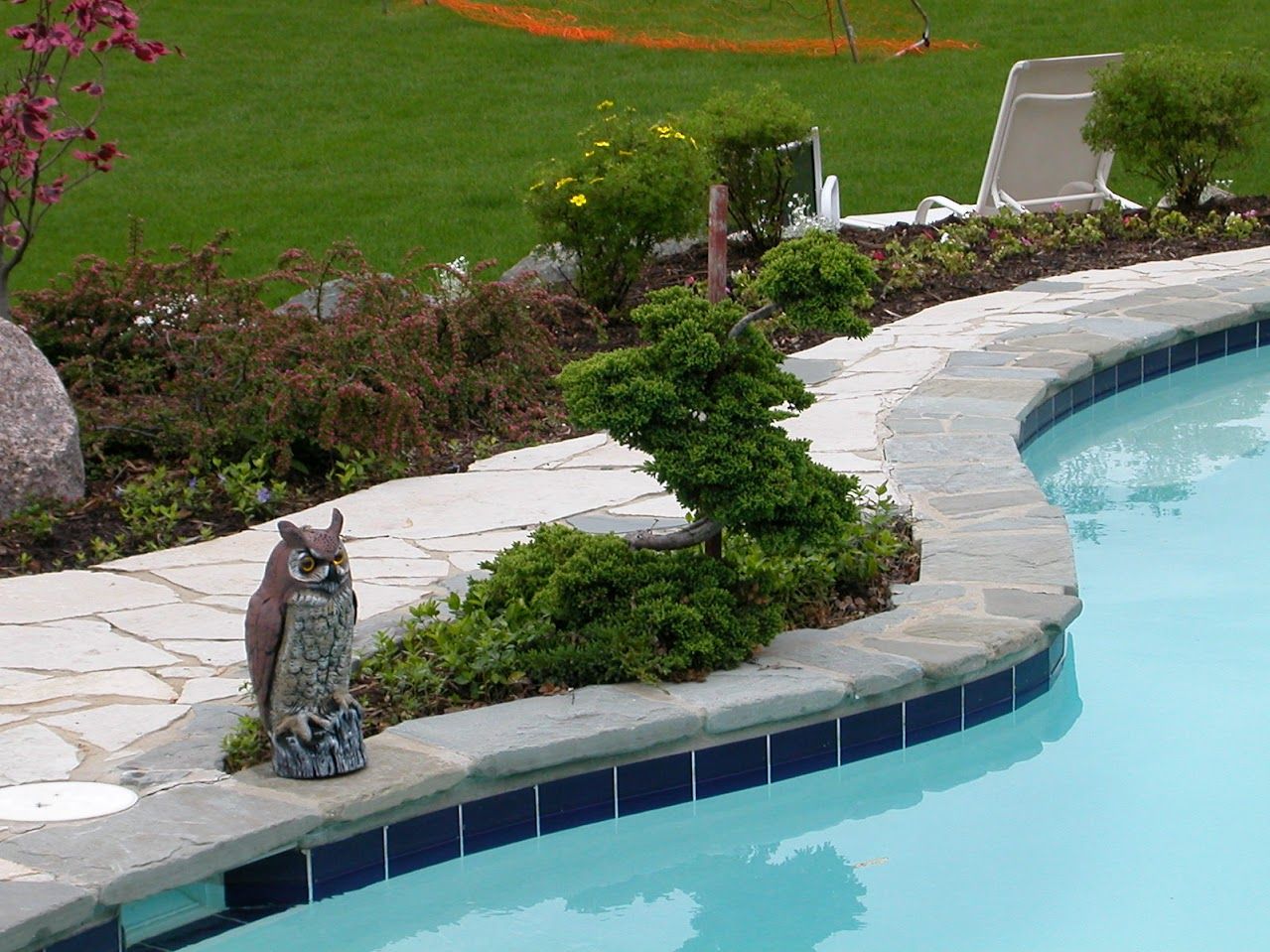 A decorative owl statue sits on a stone pool deck edge next to a trimmed evergreen shrub and a swimming pool.
