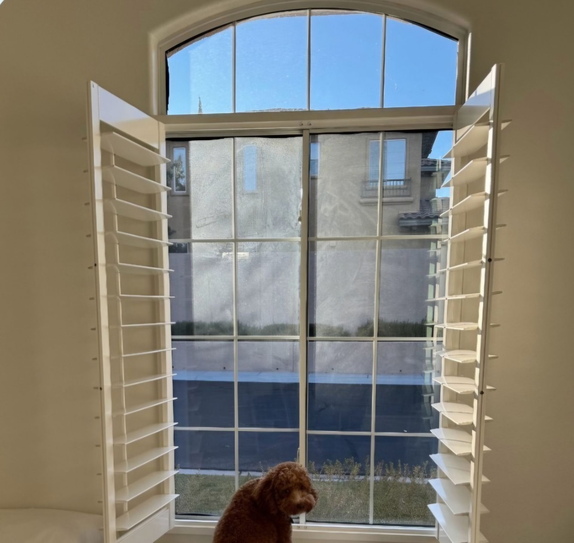 A dog is sitting in front of a window with shutters open