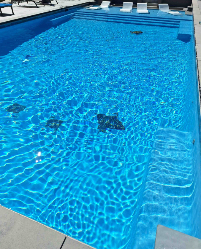A large swimming pool filled with blue water