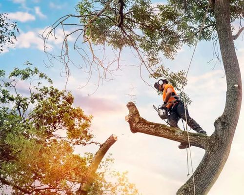 Worker cutting away a tree branch