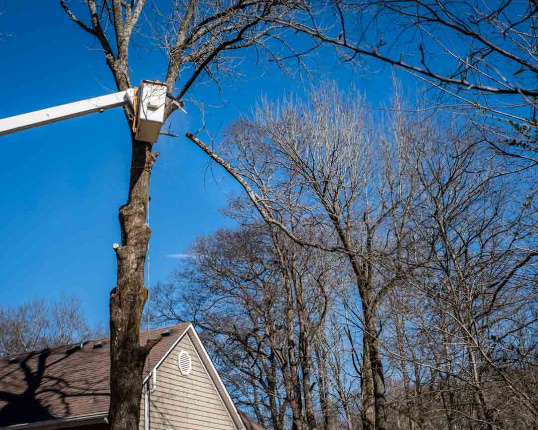 A tree being trimmed by a worker in a bucket lift against a blue sky, near a house.