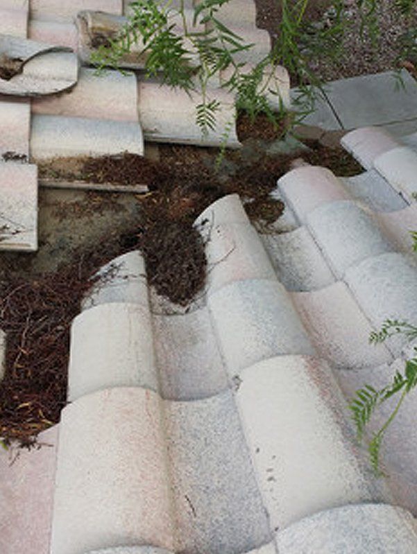 Debris and plant on tile roof
