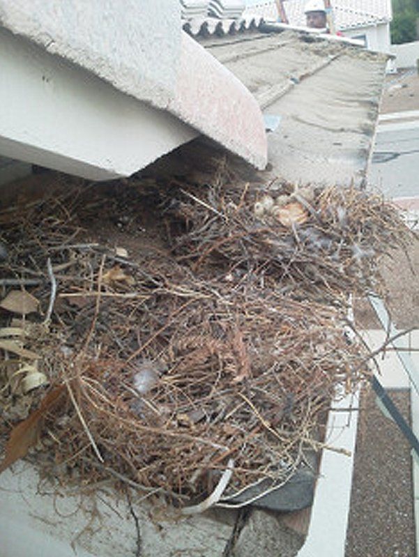 Nest with eggs and debris on top of roof