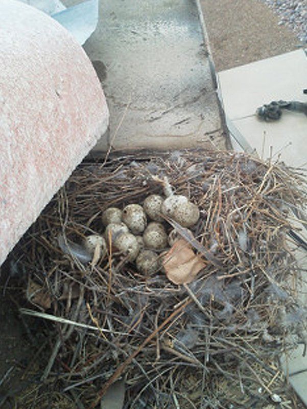 Bird's egg in the nest on top of roof