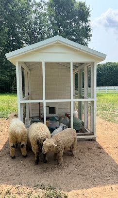 Three sheep eating hay in a small white shed in a sunny fenced pasture