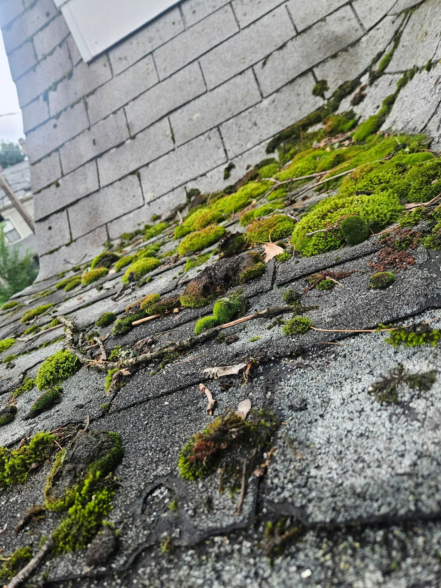 Moss-covered sloped roof with weathered gray shingles beside a cinderblock wall
