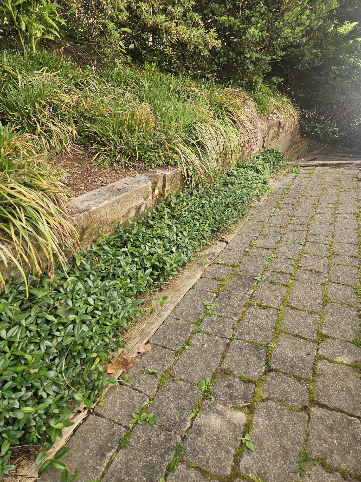 Stone-paved path beside a green, leafy embankment and low retaining wall