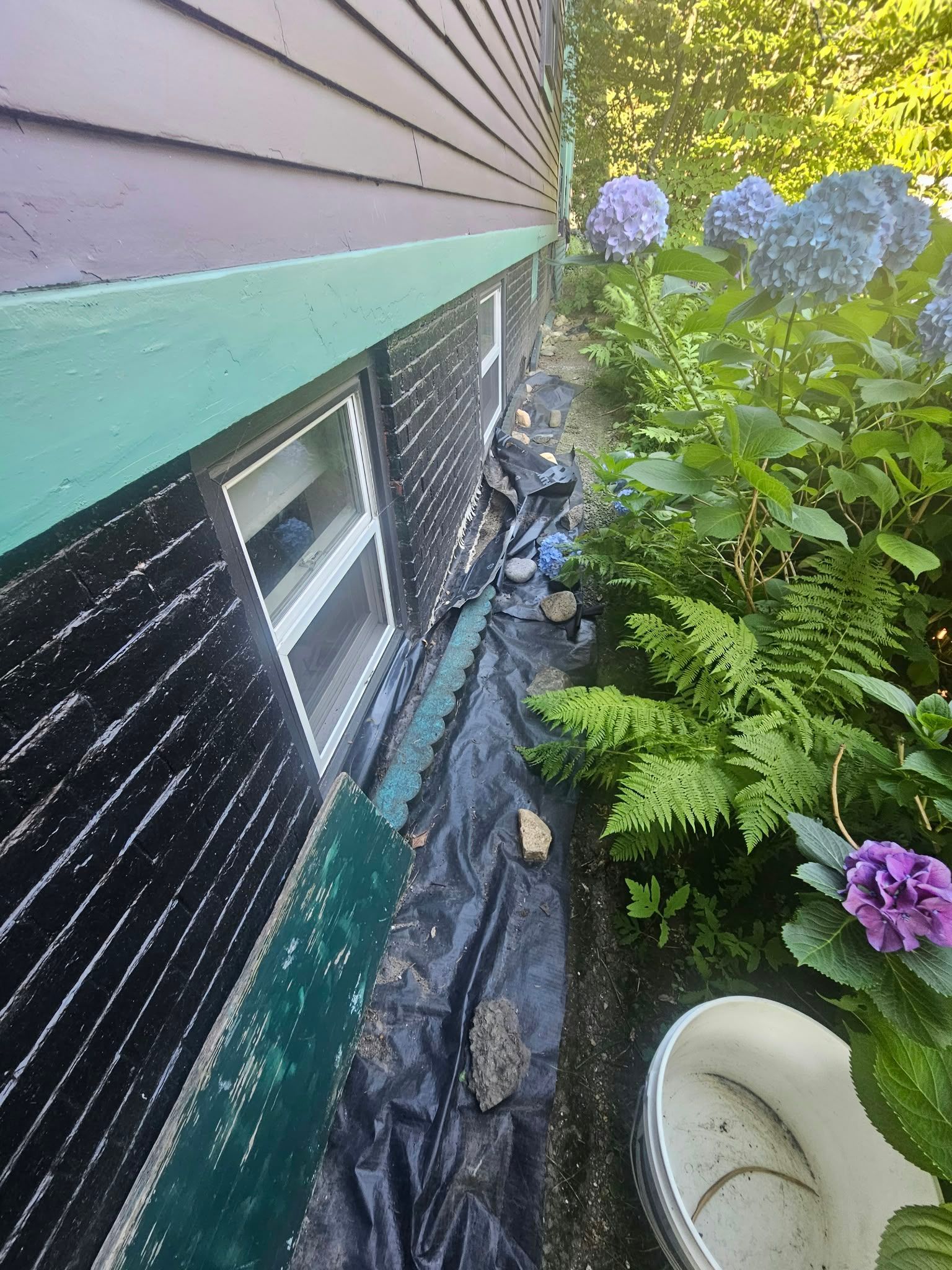 Narrow side yard with black foundation, window, black tarp, hydrangeas, ferns, and a white planter.