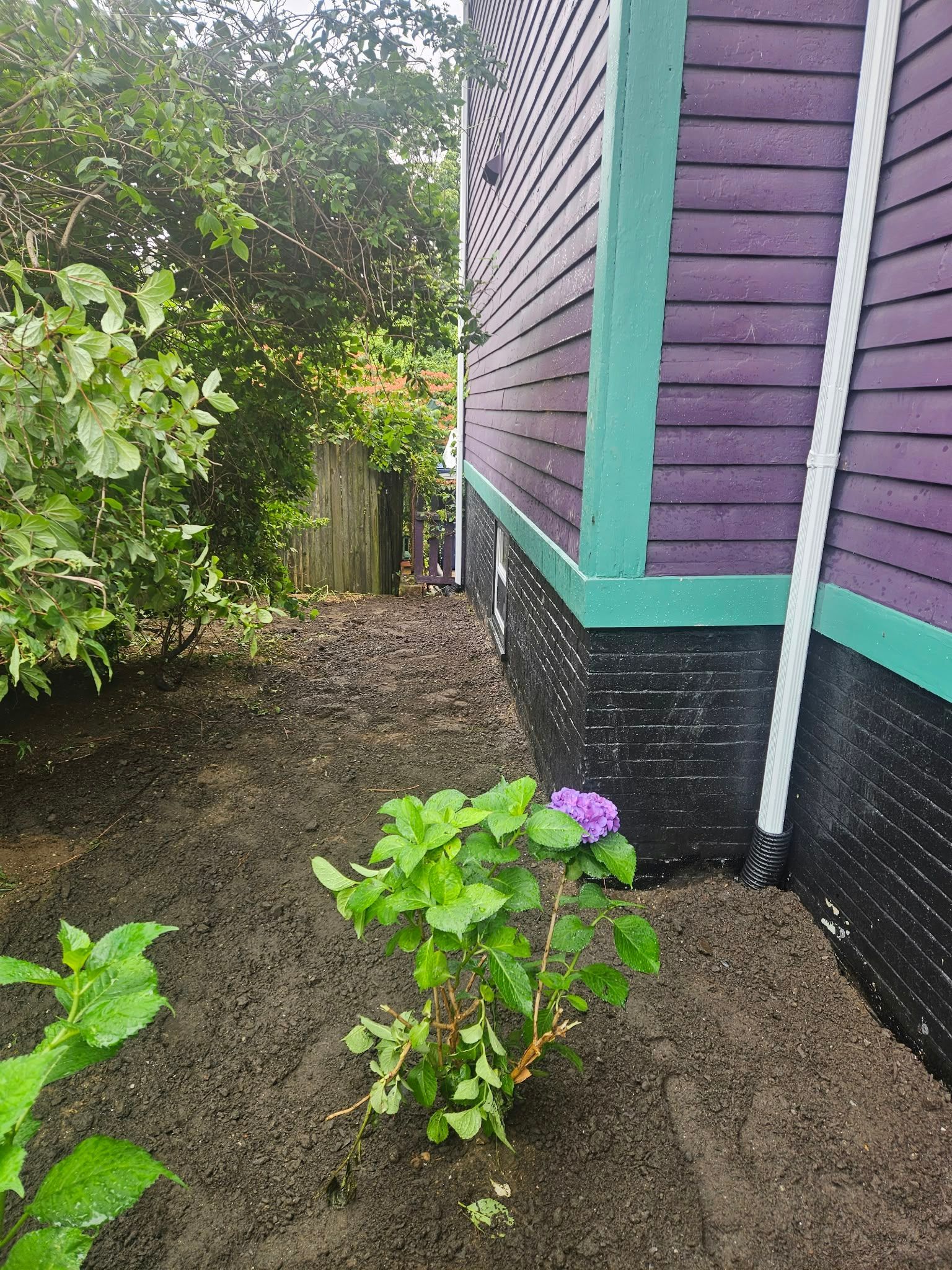Purple house siding beside a muddy garden path with green plants and a flowering shrub