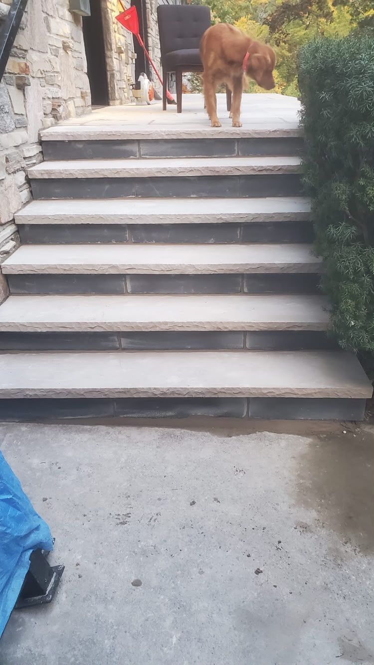 Dog standing at the top of outdoor concrete steps beside stone walls and bushes