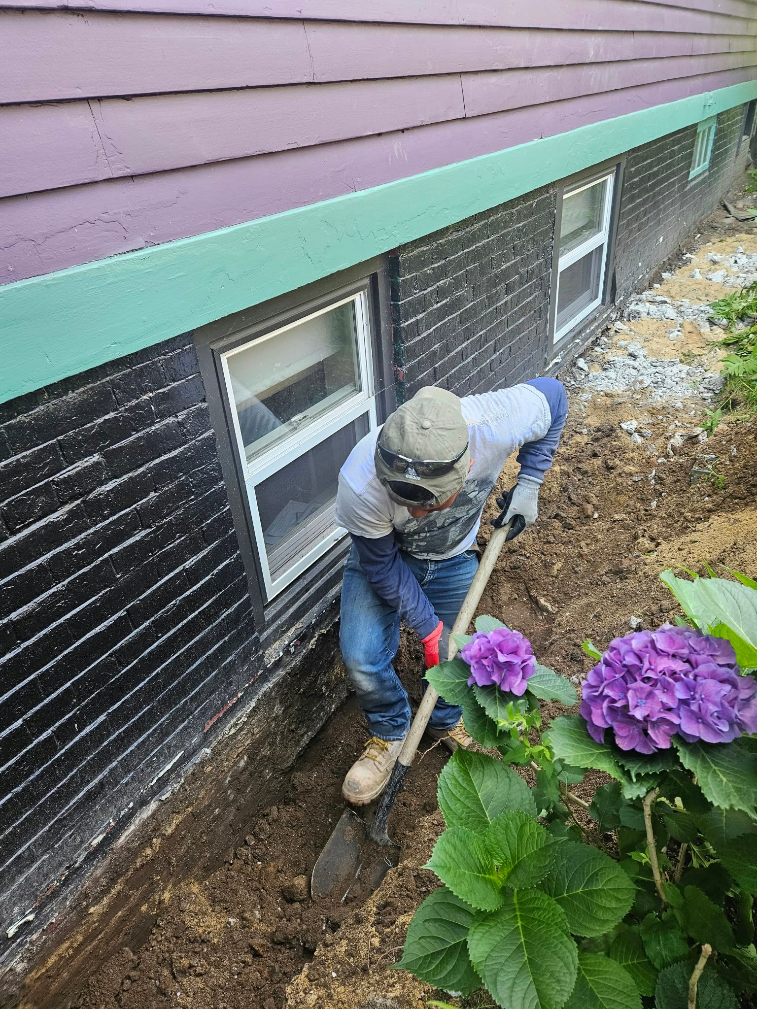 Person digging soil beside a house with a shovel, near a basement window and purple flowers.