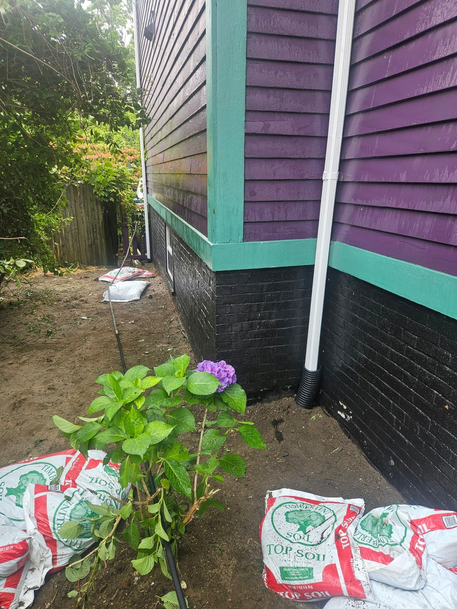 Side of a house with purple siding, black foundation, white drainpipe, and a small plant in a garden bed.
