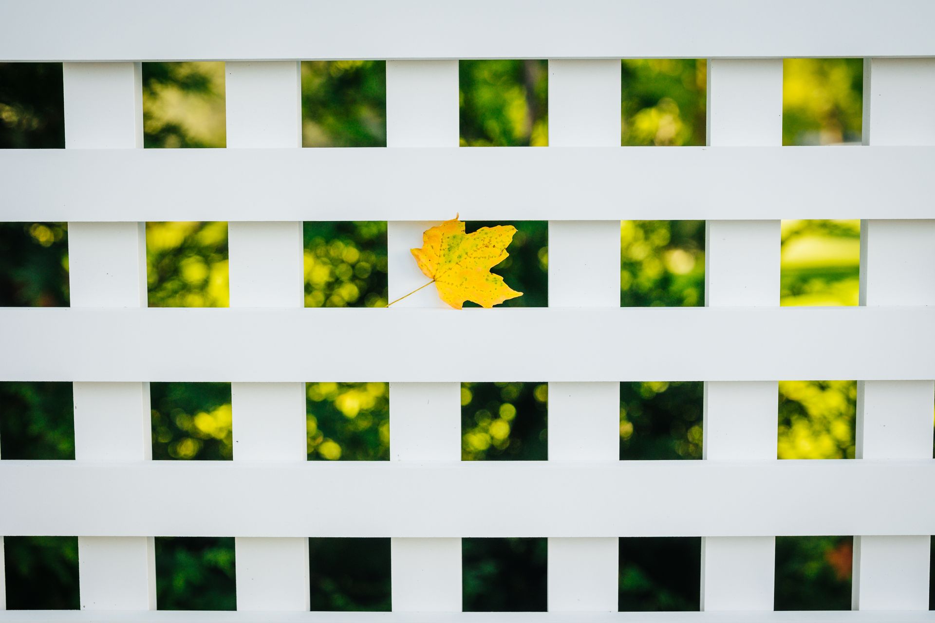 A yellow leaf is sticking out of a white lattice fence.