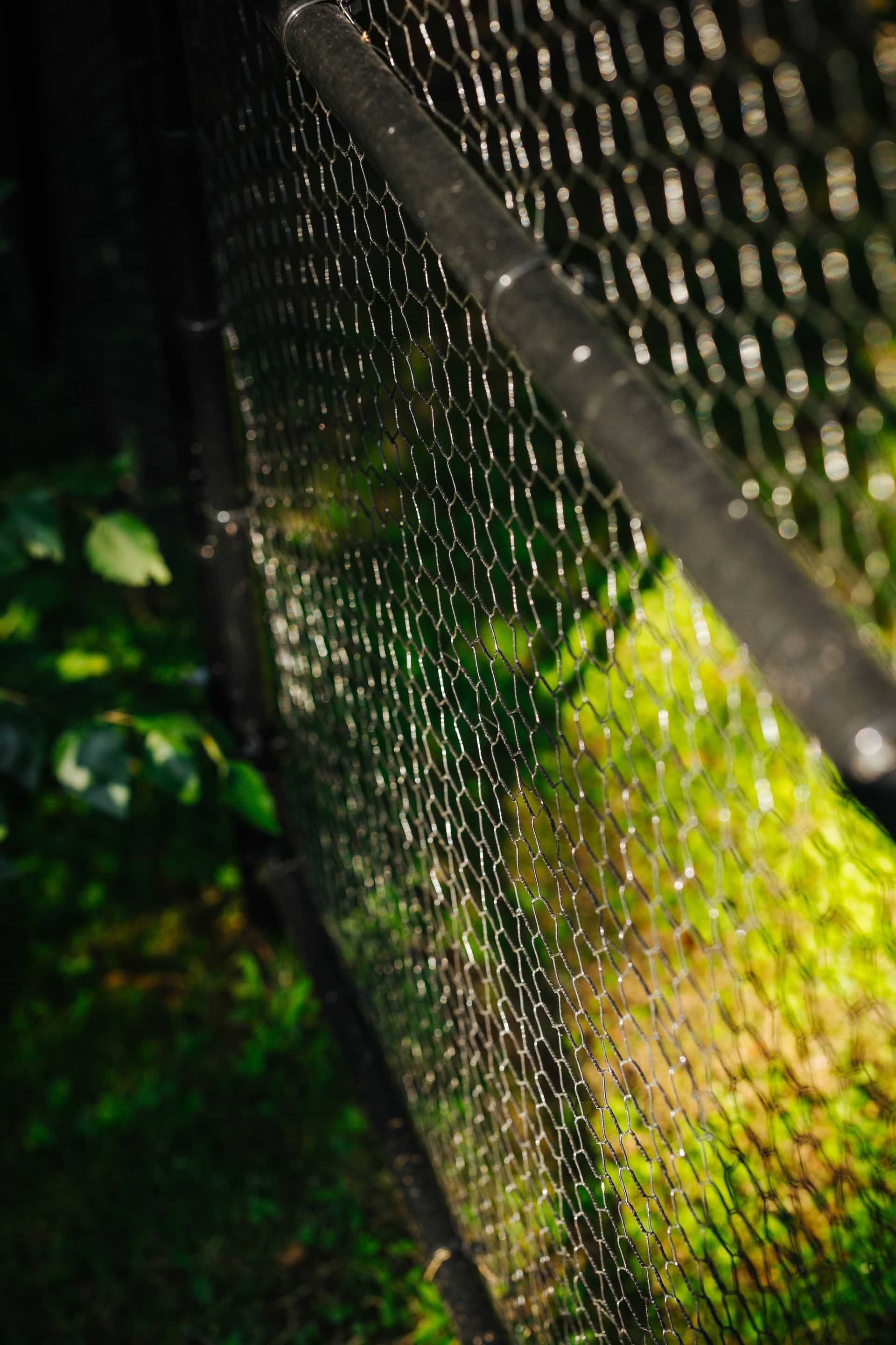 A close up of a chain link fence with moss growing on it.