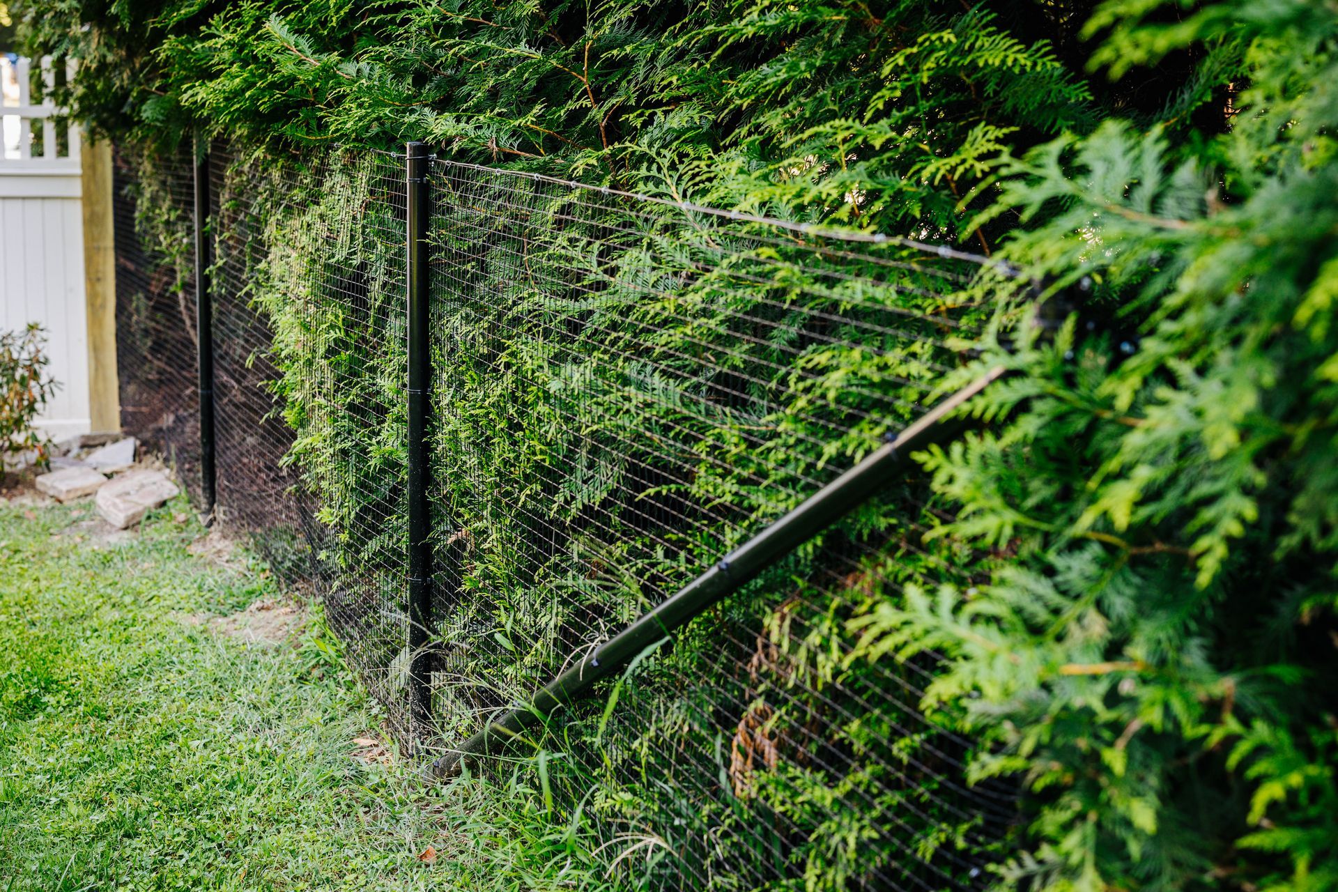 A fence is surrounded by trees in a backyard.