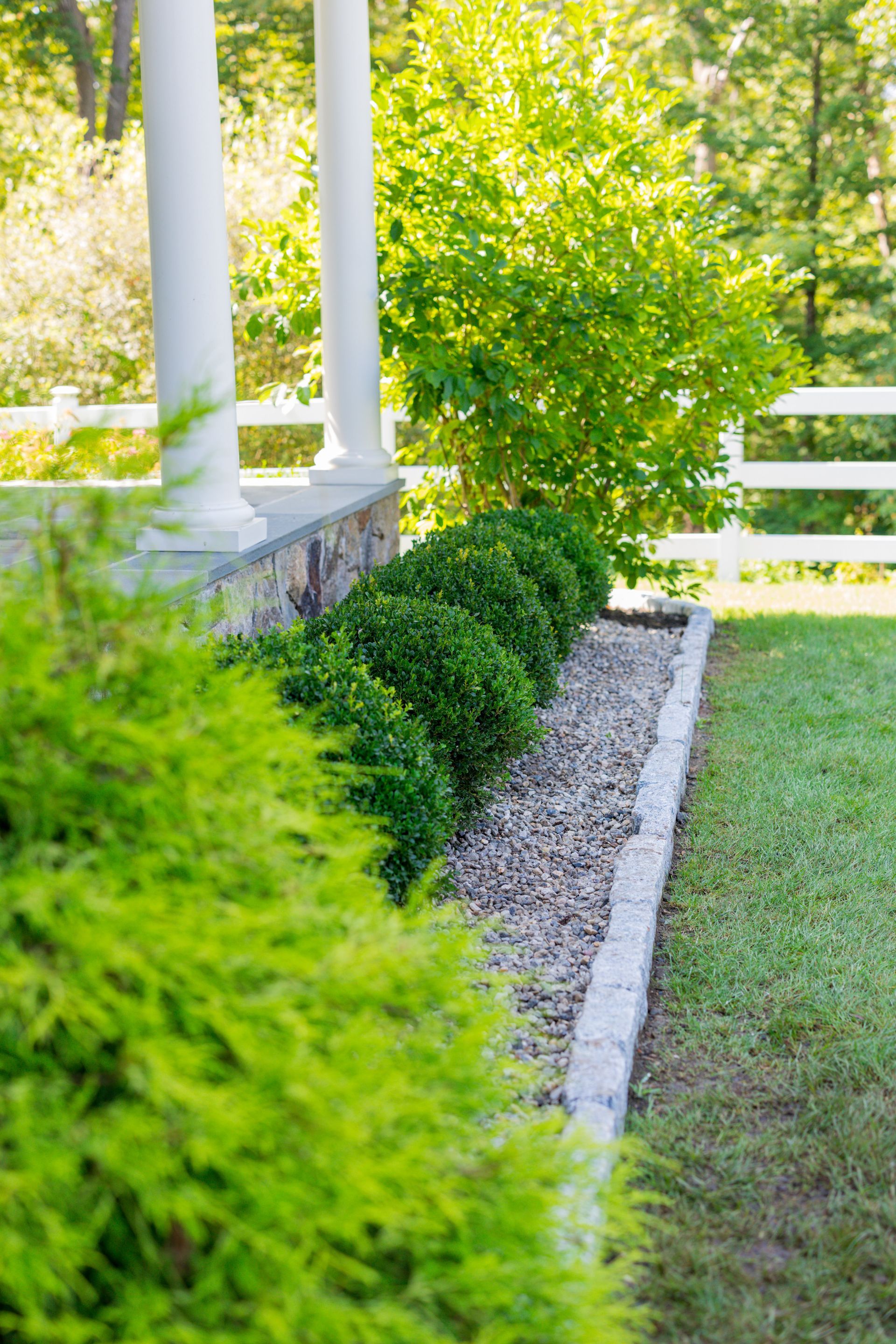 There is a white fence in the background and a row of bushes in the foreground.