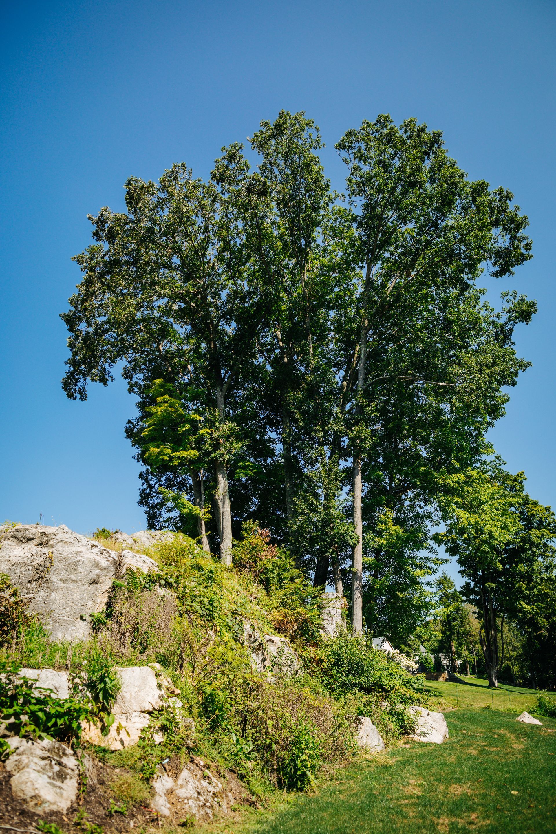 A group of trees standing on top of a rocky hill.
