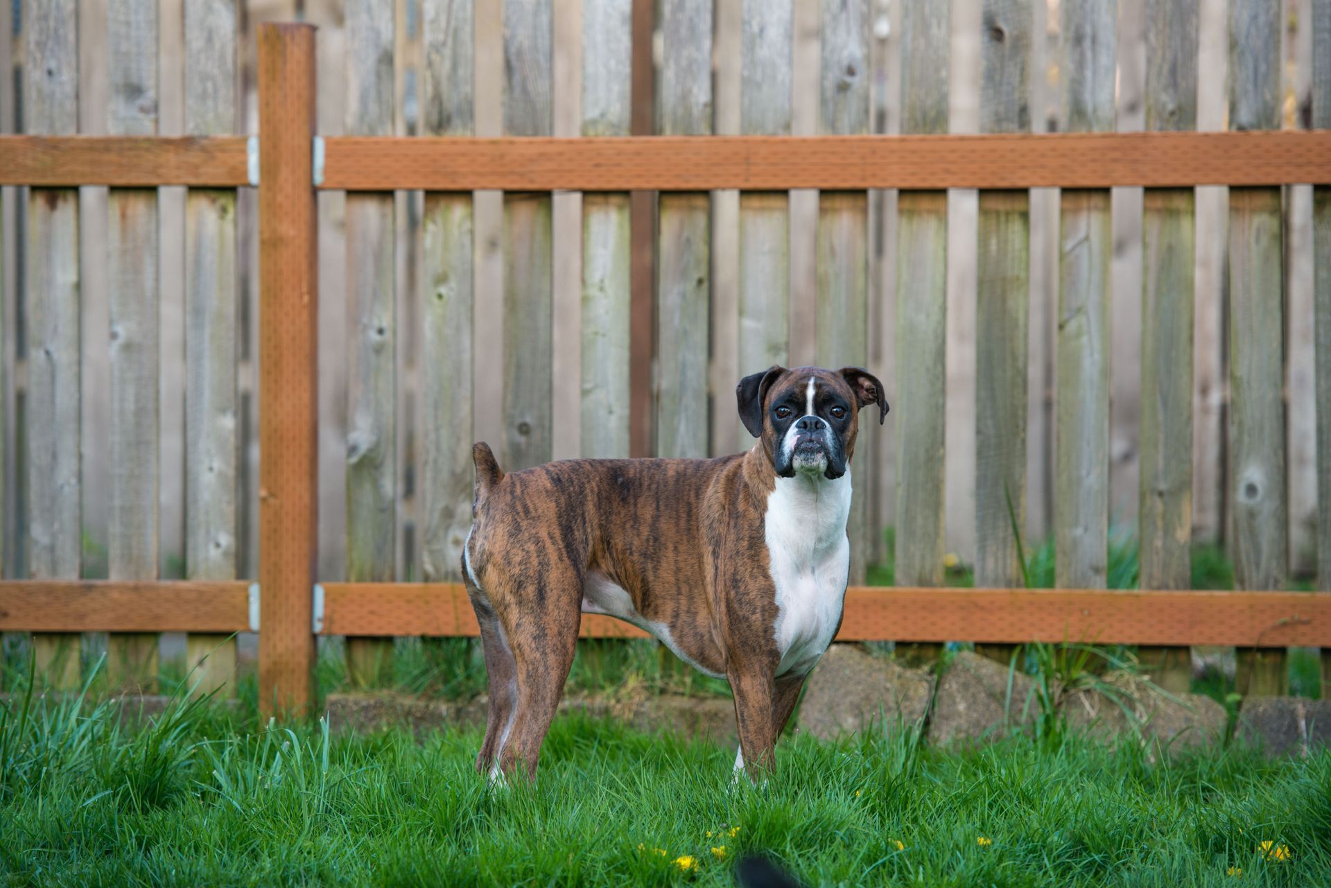 Top Questions to Ask a Fence Company When Securing a Dog-Friendly Backyard