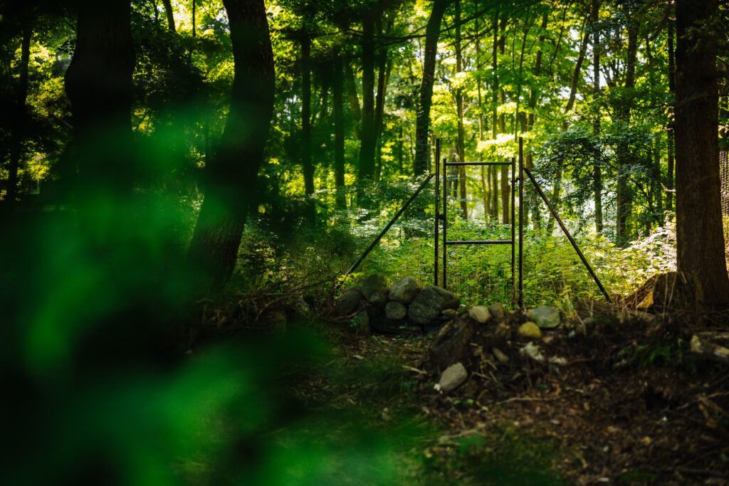 A gate in the middle of a forest with trees in the background.