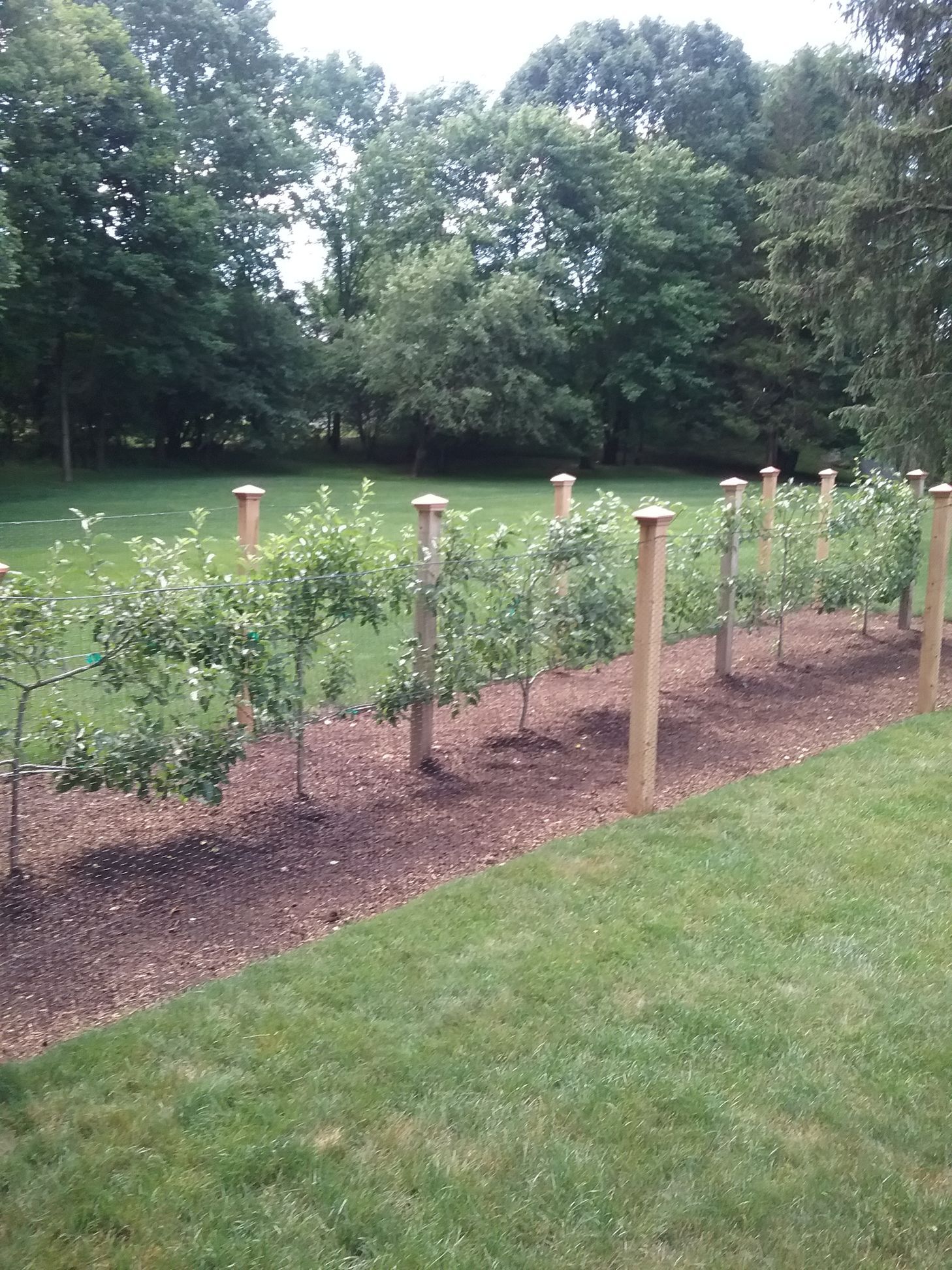 A row of trees along a wooden fence in a field