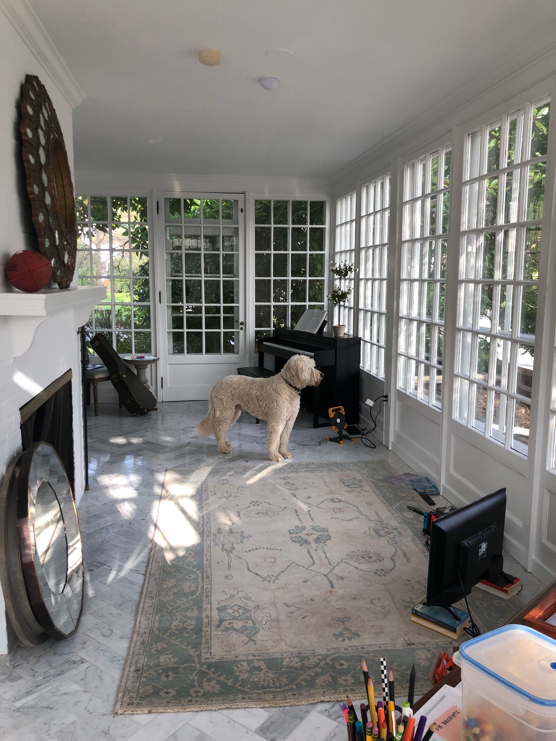 A dog is standing in a room with lots of windows