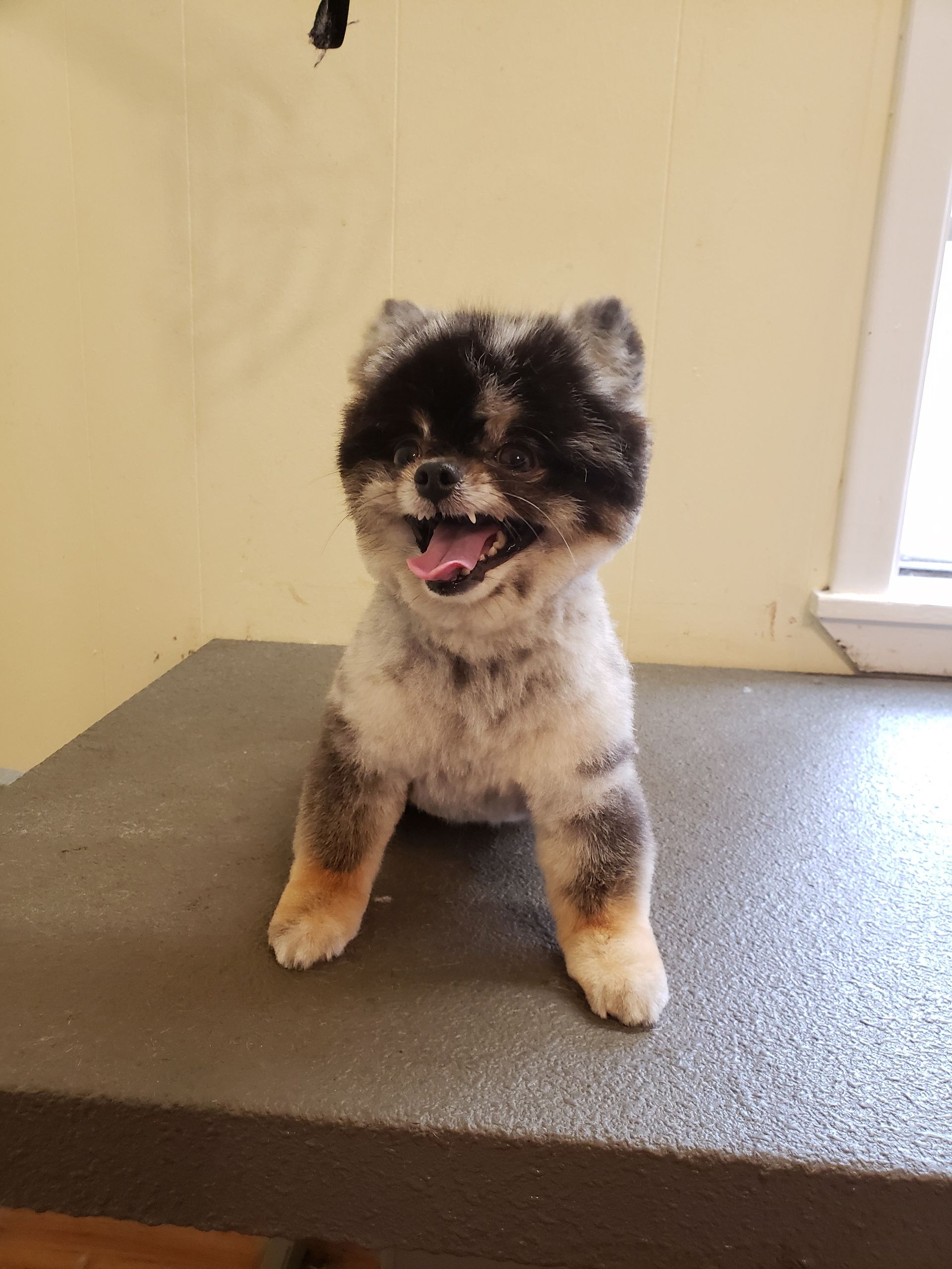 Pomeranian