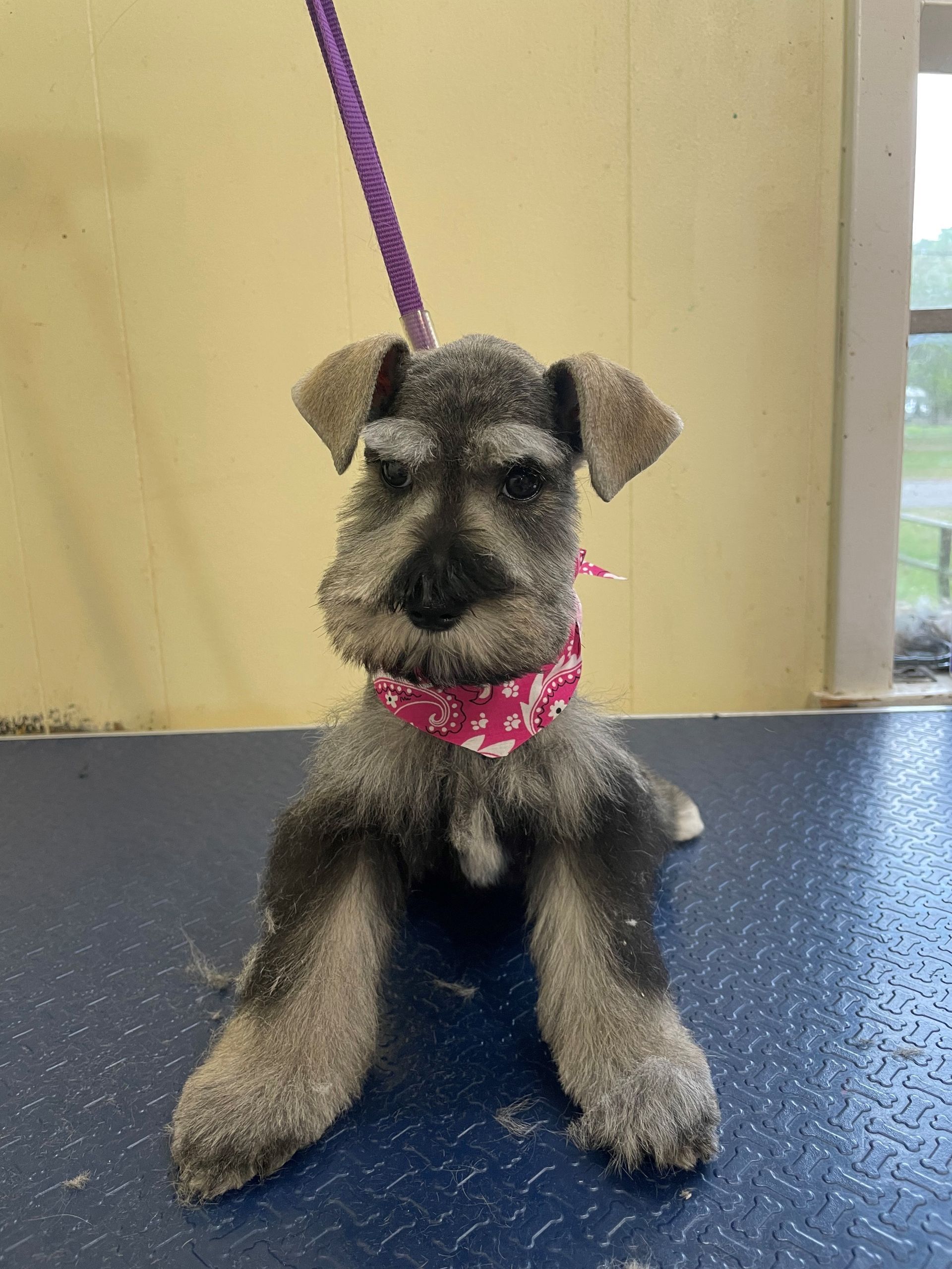 Pet grooming service