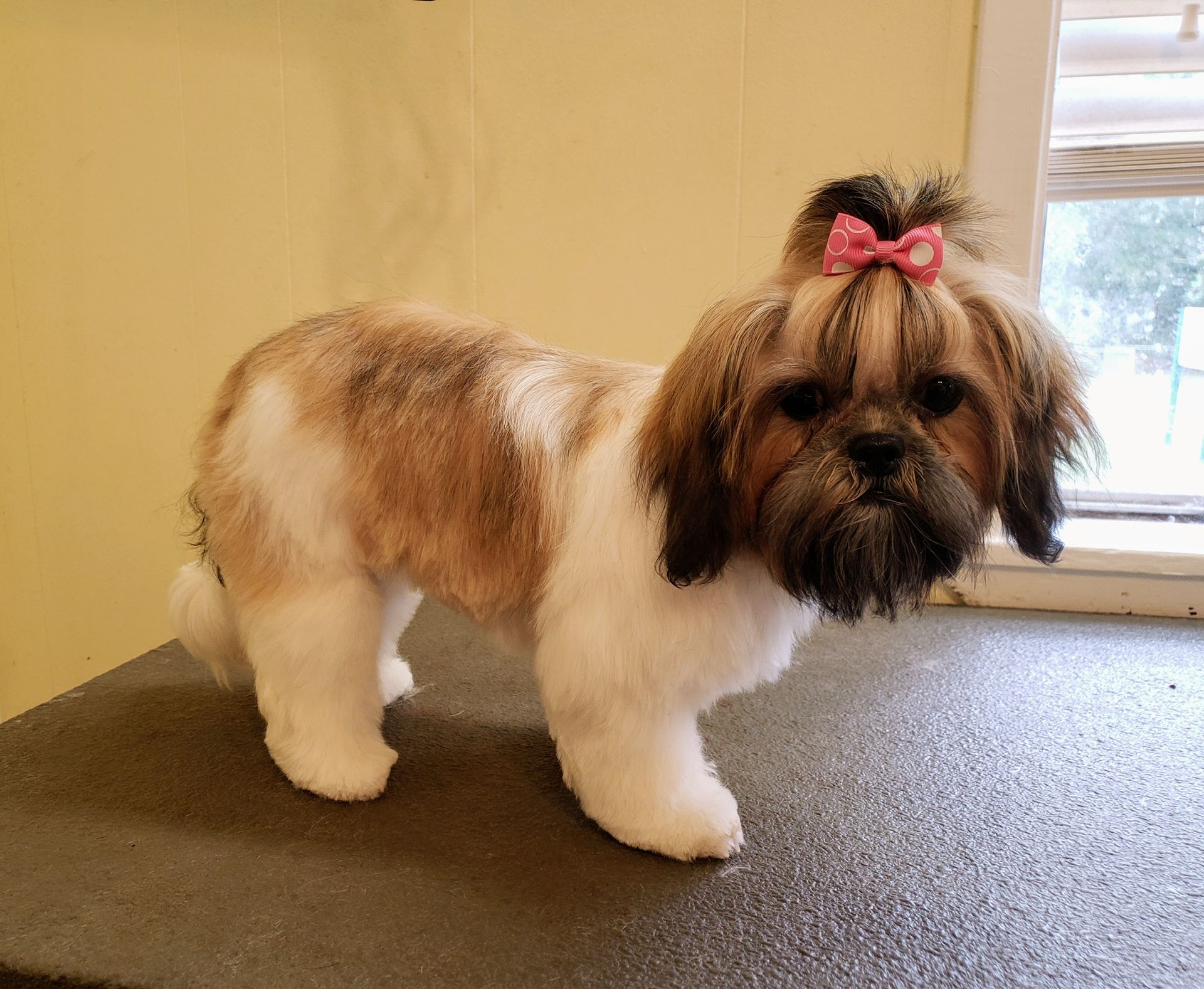 Small dog