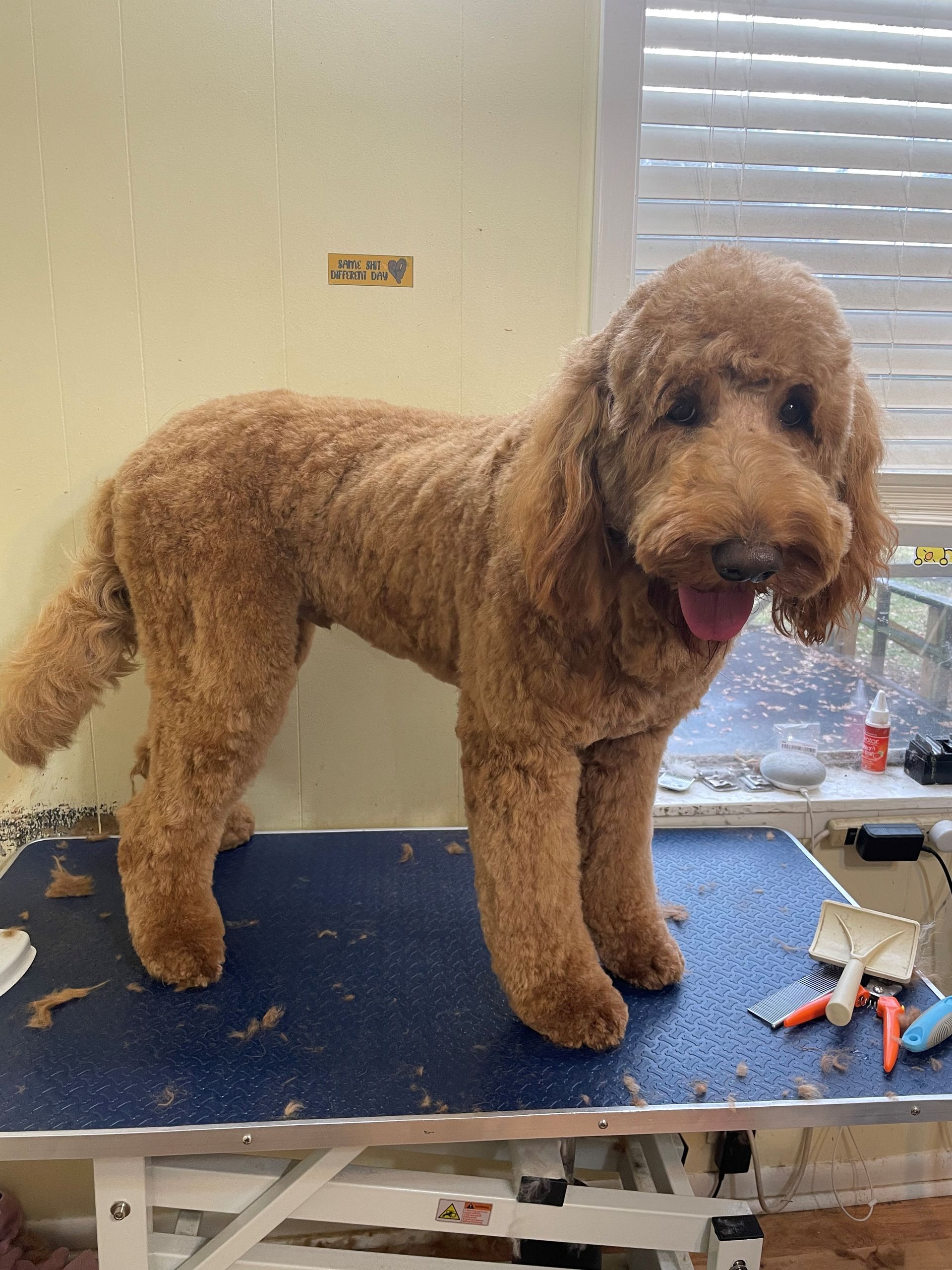 Poodle