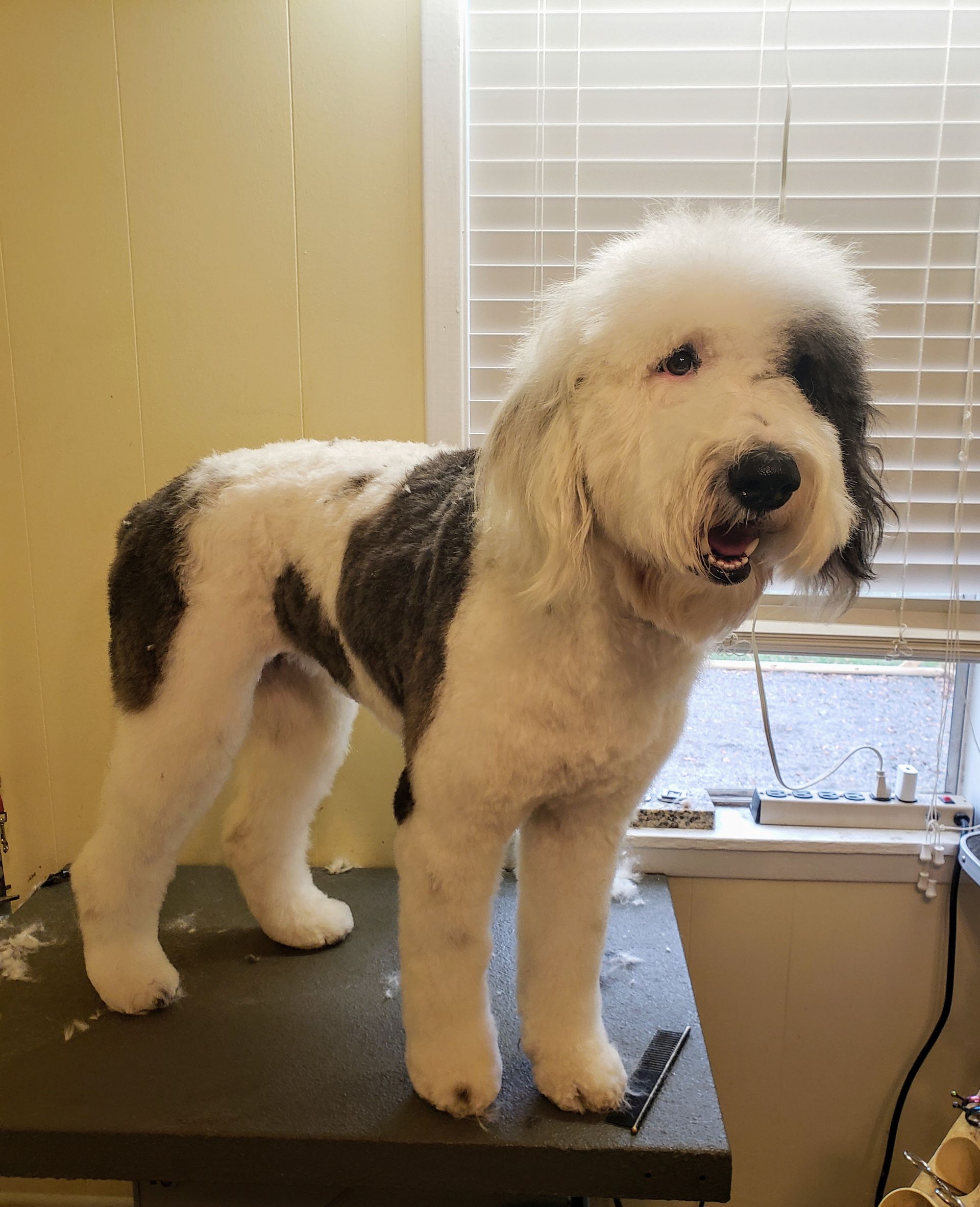 Dog