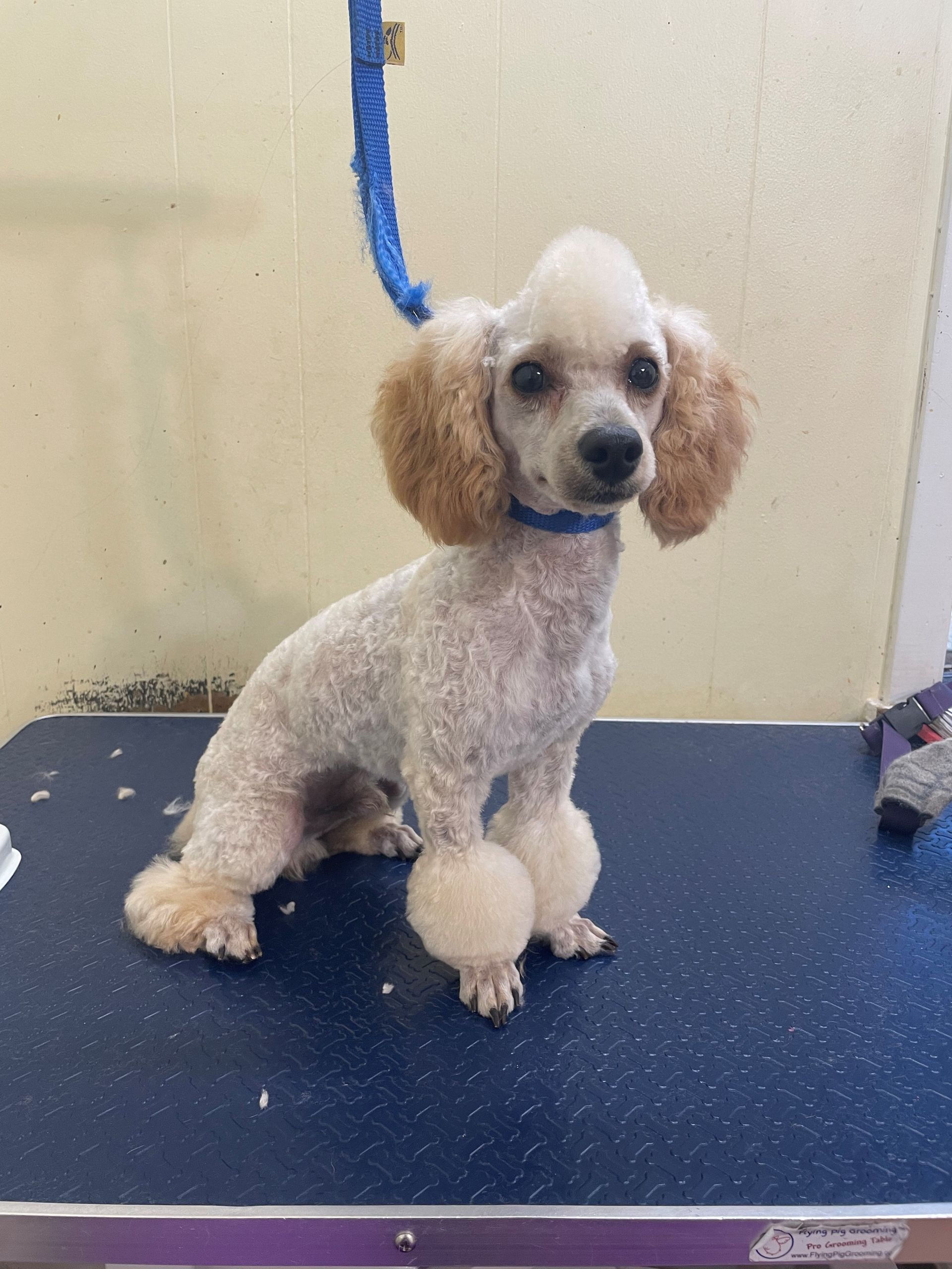 Pet grooming
