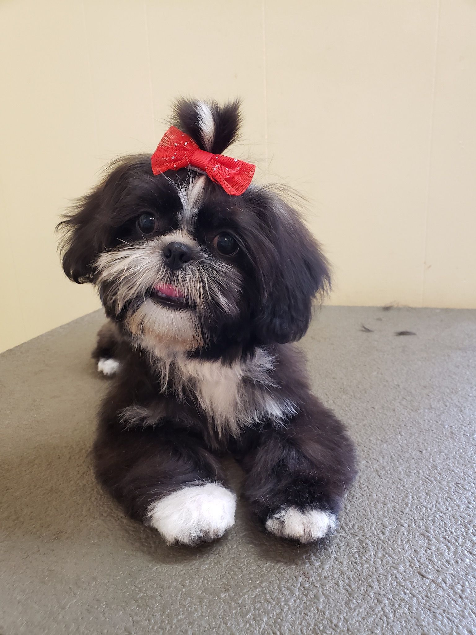 Cute pet