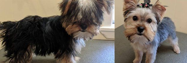 Dog Bathing | Dog Grooming | Mobile, AL