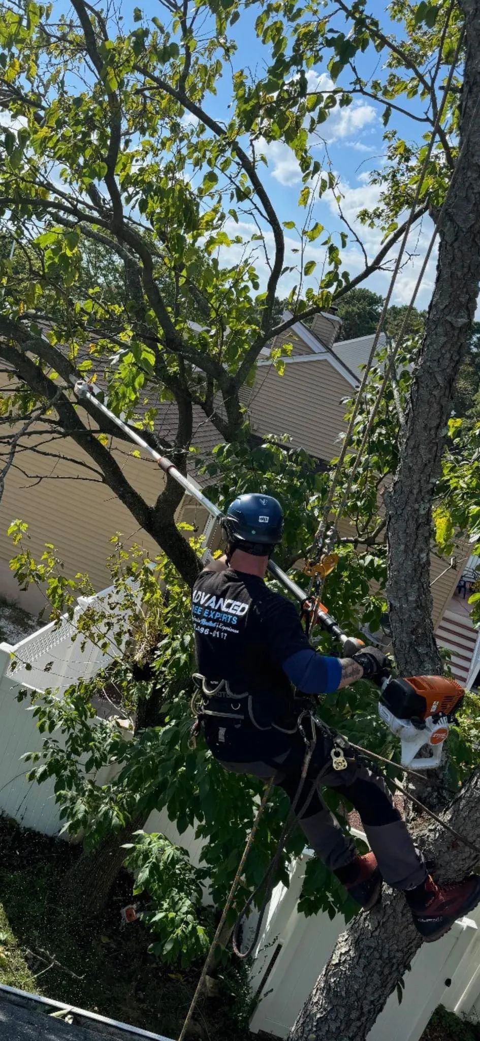 A tree worker in a tree, cutting branches with a chainsaw. Blue sky, green leaves, white fence.
