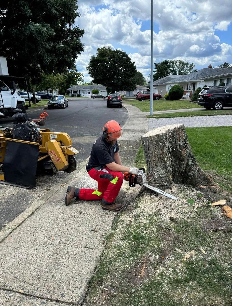 Arborist kneels, using chainsaw on tree stump in residential area. Yellow stump grinder nearby.