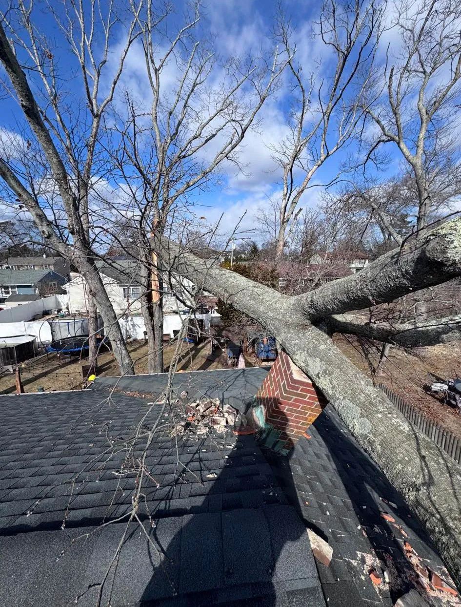 Tree branch resting on a black shingled roof with a chimney. Houses and blue sky in background.