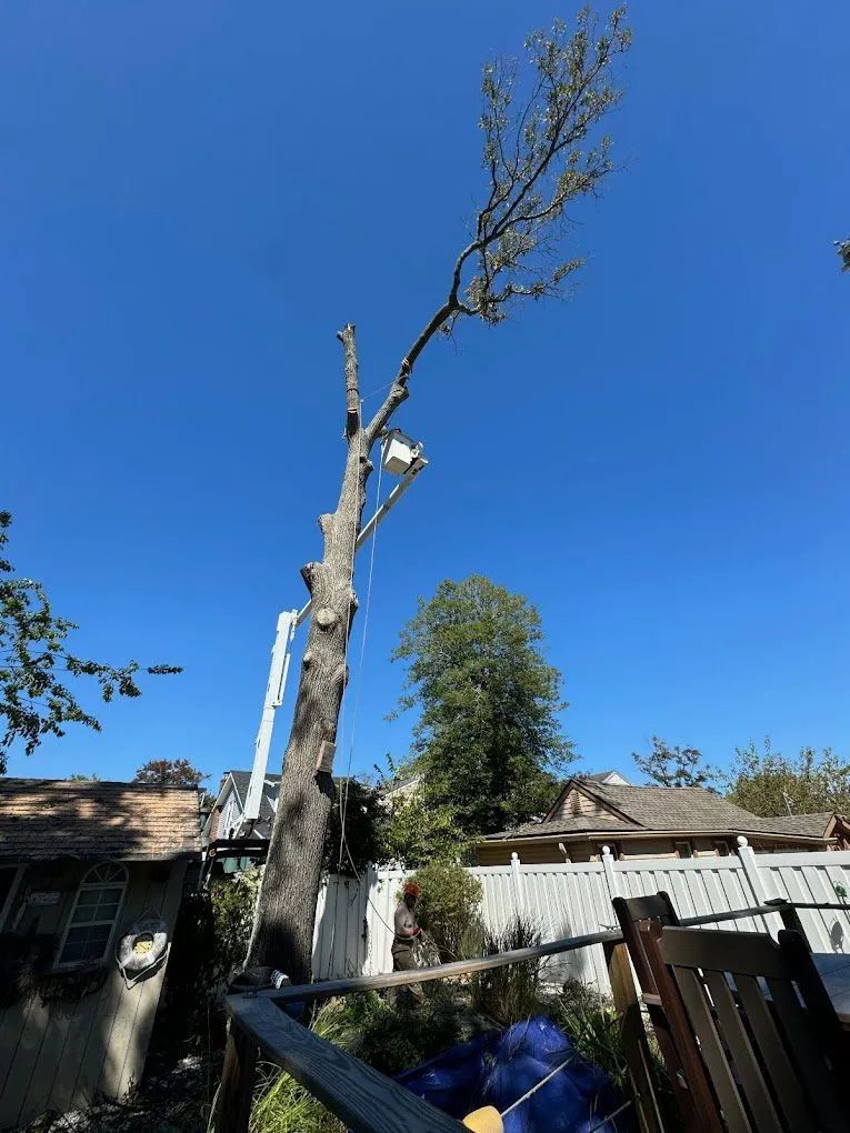 Tree being trimmed with ladder leaning against it, blue sky background. Houses and fence in the surroundings.