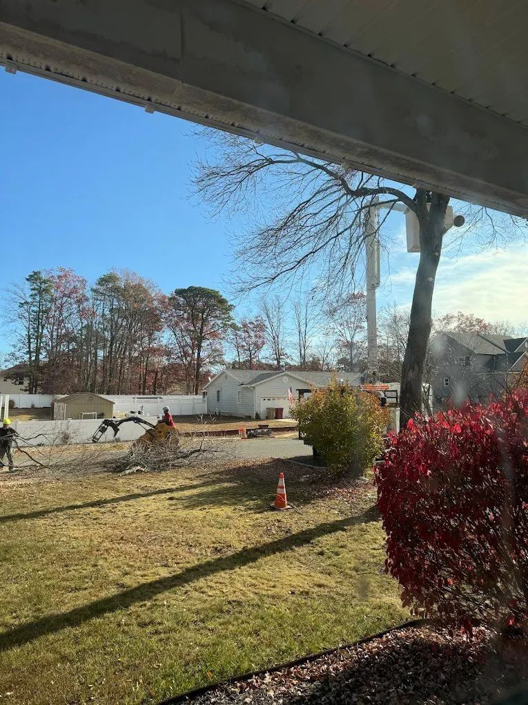View through a window of a yard with a street. Bare trees, red bush, and cell tower in the distance.