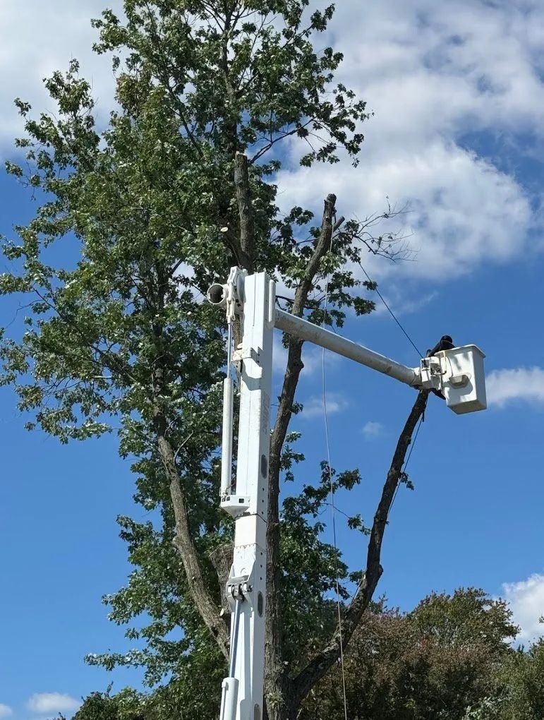 Tree trimming with a white lift against a blue sky.