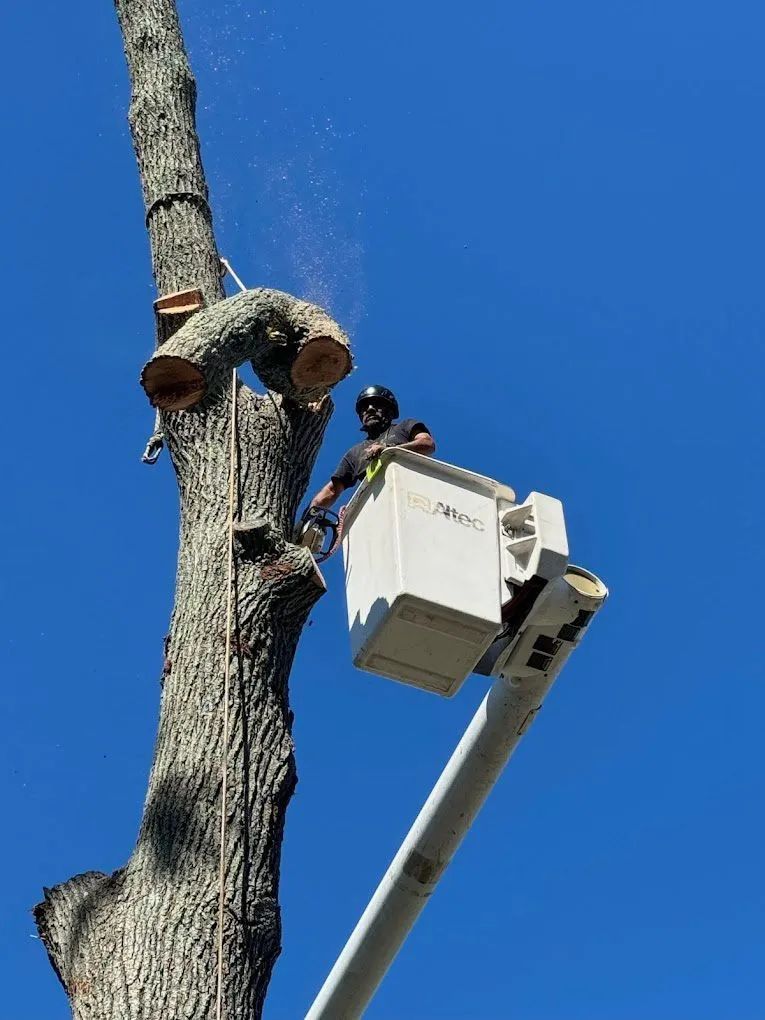 Arborist in a lift bucket cutting a tree branch with a chainsaw, bright blue sky in background.