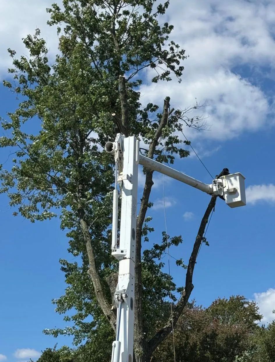 Bucket truck trimming tree branches against a blue sky.