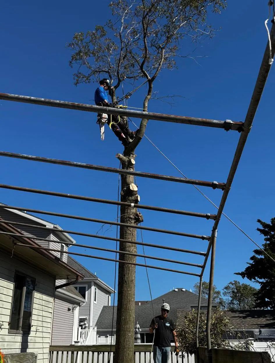 Arborist trimming a tall tree next to a house under a metal scaffolding, sunny day.