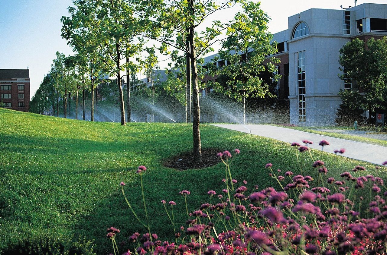A row of trees with sprinklers spraying water on them