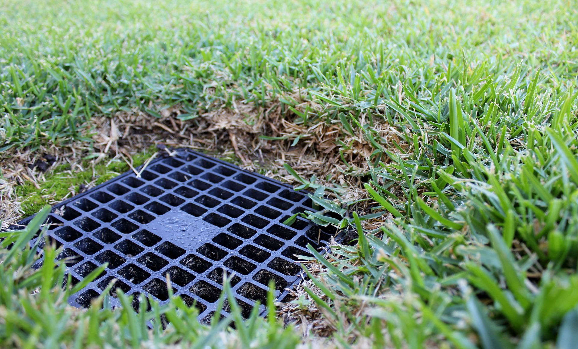 A black drain cover is sitting in the middle of a lush green lawn.