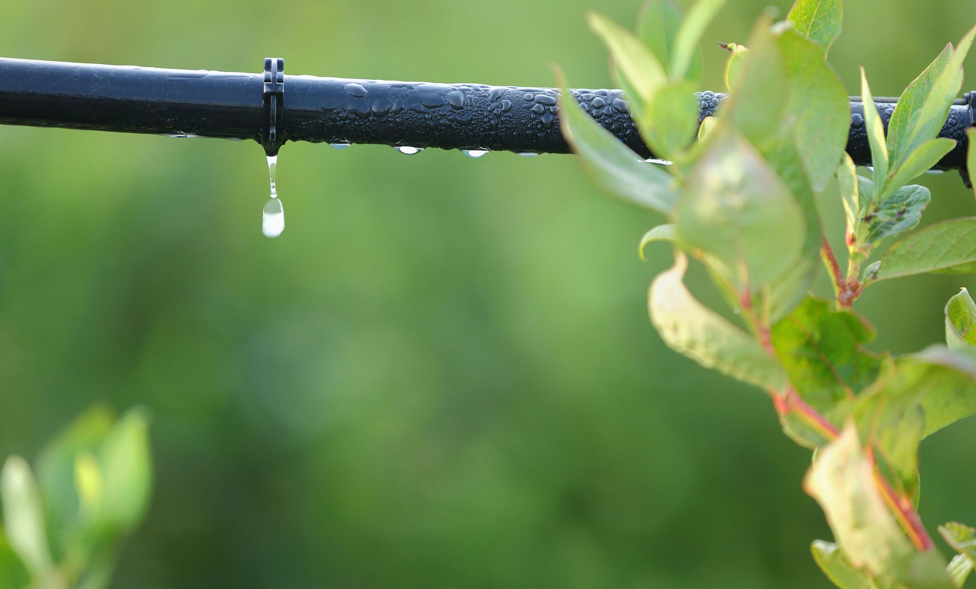 A drop of water is dripping from a drip irrigation system.